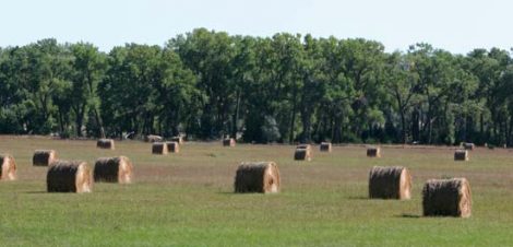 Save Money in 2009: Plant a Shelterbelt Image
